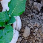 Oak leaves as mulch for vegetable gardens: benefits, drawbacks, and best practices