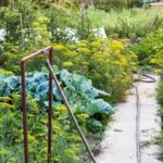 Straw mulch for vegetable gardens can provide numerous benefits for plant growth