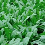 EDWARD C SMITH VEGETABLE GARDENING: Expert tips and techniques for successful homegrown vegetables