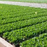 How to Get Rid of Bugs in Vegetable Gardens Effective methods for eliminating bugs in vegetable gardens - helpful tips and tricks included!