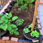 Organic Expert Gardener vegetable and tomato food for healthy plant growth and abundant harvests