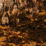 Vibrant images showcasing stunning vegetable container gardens for inspiration