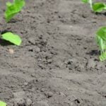 Pallet garden boxes for vegetable gardening, suitable for small spaces and urban environments