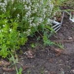 Visual representation of the IFAS Vegetable Gardening Calendar, an essential guide for gardeners