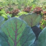 BENEFICIAL FLOWERS FOR VEGETABLE GARDENS: Enhance pollination and pest control with these beneficial flowers