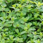 Is Pine Bark Mulch Safe for Vegetable Gardens Pine bark mulch safety in vegetable gardens: what to know about using it effectively