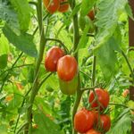 Dog-friendly vegetable gardens: creating a safe haven for your furry friends!