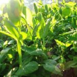 Can Preen Be Used on Vegetable Gardens Using Preen Weed Preventer on Vegetable Gardens: An Effective Way to Control Weeds!