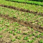 Benefits of Mushroom Manure for Vegetable Gardens: Promotes growth, enriches soil, and improves nutrient absorption