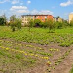 Mulching in Vegetable Gardens: Determining the Safety and Benefits of Using Mulch