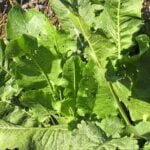 Can Roundup be safely used as a weedkiller in vegetable gardens, considering potential effects?