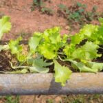 Lush green vegetable garden with vibrant plants and colorful produce