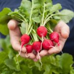 Growing a thriving container vegetable garden in South Florida for year-round fresh produce