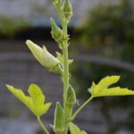 Cedar mulch benefits vegetable gardens by suppressing weeds, retaining moisture, and adding natural nutrients