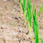 Top-rated organic fertilizers for vegetable gardens with optimal plant nutrition and yield