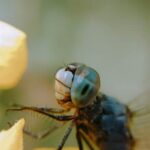 Stunning container vegetable gardening ideas for a bountiful harvest in the Philippines (PPT)