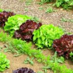 Container vegetable gardening in Texas: Compact and versatile gardening solution for urban areas