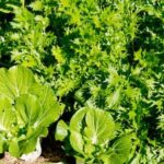 Lush and thriving raised backyard vegetable gardens with an abundance of organic produce