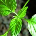 Lime on Vegetable Gardens: Benefits of Using Lime to Improve Soil Quality for Optimal Plant Growth