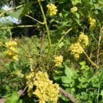 Top picks for water gardens: Best vegetables for optimal growth and vibrant aquatic landscapes