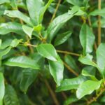 Beginner Vegetable Gardening Tips Beginner vegetable gardening tips: essential advice for those starting their own vegetable garden