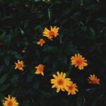 Bumper crop of tomatoes growing in a container garden - perfect for vegetable container gardening!