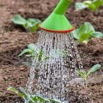 Is Spectracide Weed Killer Safe for Vegetable Gardens Spectracide Weed Killer: Ensuring Safety for Vegetable Gardens