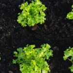 Ideas for Container Vegetable Gardens Suggestions for container vegetable gardens: tips, techniques, and plant selection ideas