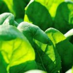 Top-rated herbicide for vegetable gardens offering effective weed control