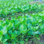 Exploring the Safety of Pressure Treated Lumber for Vegetable Gardens: What You Need to Know