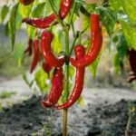 Step-by-step guide on how to amend clay soil for successful vegetable gardening