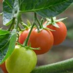 Benefits of Using Alpaca Manure for Vegetable Gardens