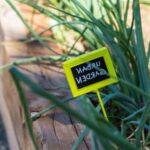 Suggestions for What Flowers are Good for Vegetable Gardens