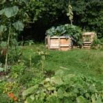 Controlling Fire Ants in Vegetable Gardens Extension Dailyextension Daily Effective methods for controlling fire ants in vegetable gardens, daily tips from Extension Daily