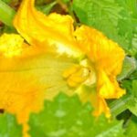 Benefits of Using Cocoa Shell Mulch for Vegetable Gardens: Is It Really Good?