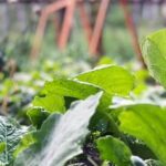 Benefits of using seafood compost as a nutrient-rich soil amendment for vegetable gardens