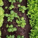 Eastern Washington Vegetable Gardening Bountiful harvest: Tips for successful Eastern Washington vegetable gardening