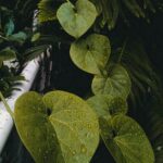 How much sunlight do vegetable gardens need? - Crucial light requirements for thriving vegetable gardens