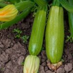 Companion Vegetable Gardening: Maximizing plant growth with strategic vegetable pairings for mutual benefits