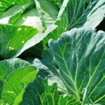 Copper in vegetable gardens: a natural fungicide for pest control and preventing plant diseases