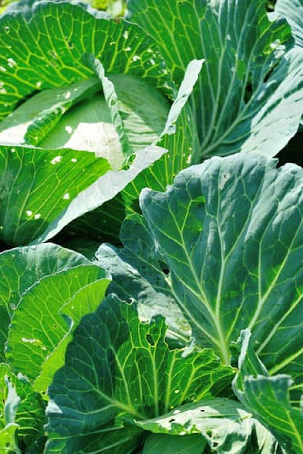 Copper in vegetable gardens: a natural fungicide for pest control and preventing plant diseases