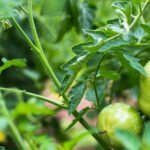 Is Preen Safe to Use in Vegetable Gardens Safe to use in vegetable gardens: All-natural Preen, an environmentally-friendly solution for weed control