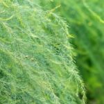 Are Soaker Hoses Good for Vegetable Gardens Soaker hoses: A beneficial option for vegetable gardens, ensuring optimal water distribution and plant hydration