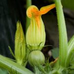 Bountiful and convenient: tips for successfully growing vegetable gardens in pots