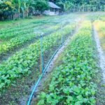 Choosing the ideal animal manure for vegetable gardening: Which type offers the best results?