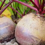 Join our active forum for hydroponic vegetable gardening tips, advice, and discussions