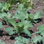 Soil for Container Vegetable Gardening Organic potting soil ideal for container vegetable gardening to promote healthy growth