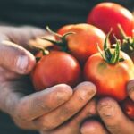 Lush and thriving vegetable gardens in the desert, flourishing amidst the arid climate