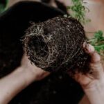 Photo of scale vegetable gardens showcasing a variety of crops in a small space