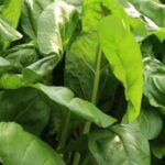 Step-by-step guide to vegetable gardening for beginners, including tips for successful planting